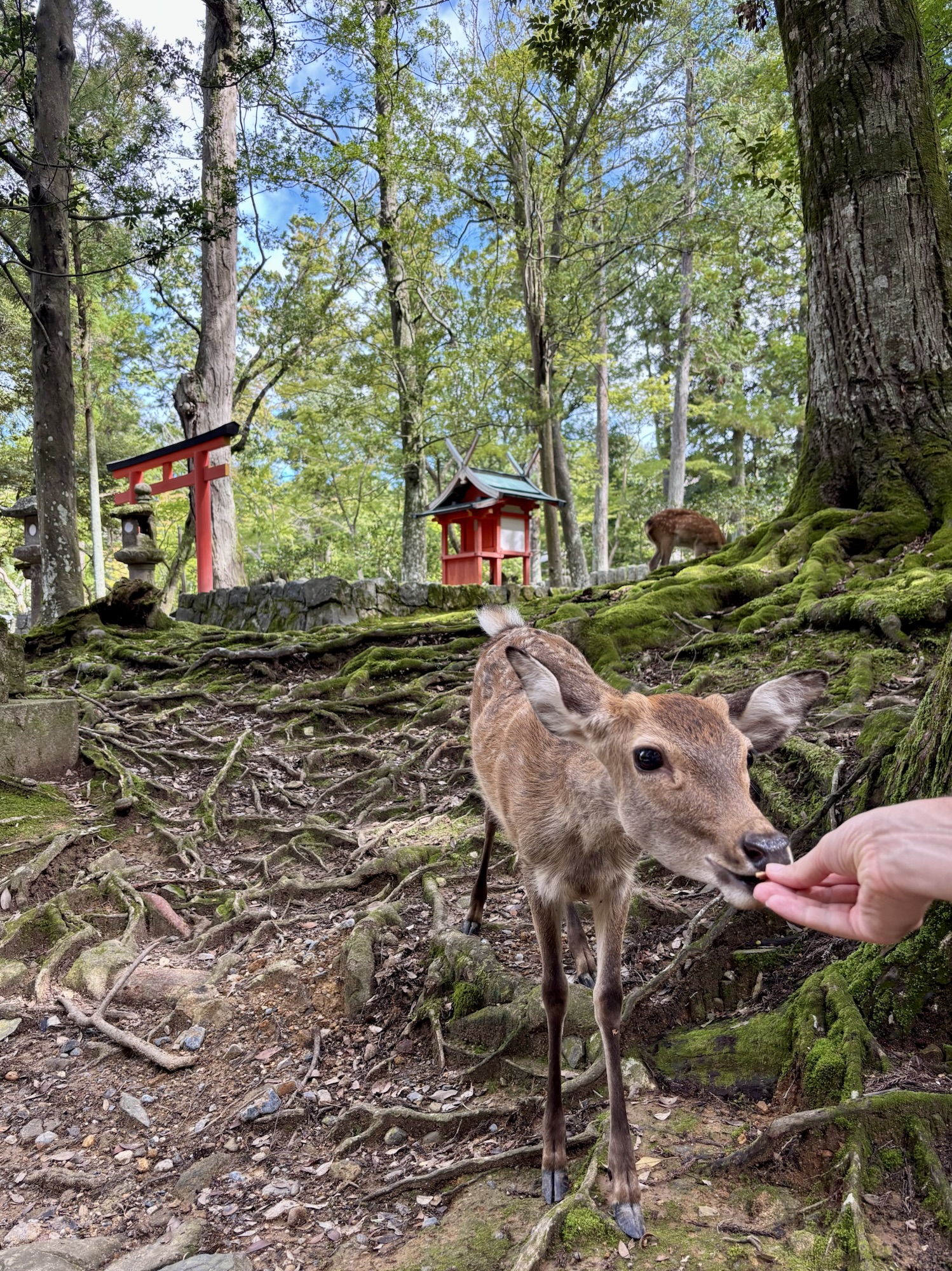 🇯🇵 Nara